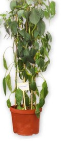 Capsicum Pepperoni ’Milder Spiral’ von Austrosaat wird in Öl eingelegt.