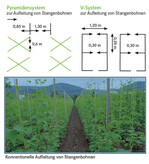 Konventionelle Aufleitung von Stangenbohnen