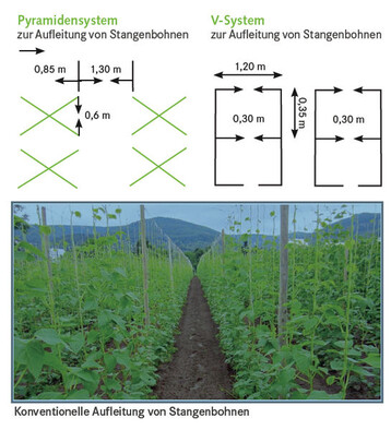 Konventionelle Aufleitung von Stangenbohnen