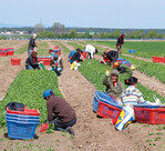 Das Ziel der deutschen Gemüseproduzenten
sollte es sein, sehr gut
qualifizierte Saison-Arbeitskräfte
für sich zu gewinnen