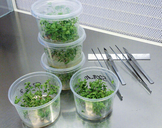 In-vitro-Pflanzenvermehrung
und
Bio-Reaktoren sind
die Trends in der
modernen Pflanzenvermehrung