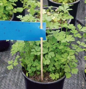 Das Fazit nach
zwei Versuchen: Zustzlich zu
dem Monitoring mit Blautafeln ist
das Ausklopfen von Pflanzen zu
empfehlen, um eine Kontrolle ber
den Befall mit Thrips (Franklinella
occidentalis) zu bekommen.