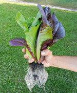 Babyleaf ‘Woodpecker’ bildet
schöne runde Blätter aus.