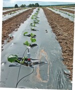 Tropfbewässerung unter Mulchfolie in Zucchini mit Tensiometer