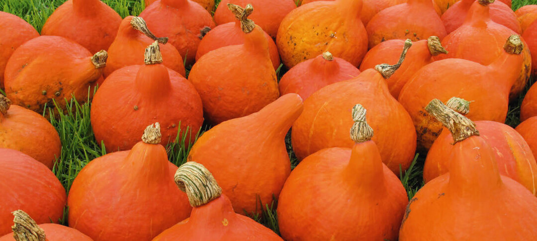 Kürbis