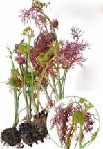 Gelblich und rötlich verfärbte sowie verdrehte Blätter an mit Carrot red leaf Virus CtRLV infiziertem Dill.