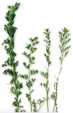 Gesunde Ackerbohnenpflanze (l.), drei kranke, kleinere Pflanzen mit reduziertem Hülsenansatz und verzwergtem Wuchs (r.) durch einen Befall mit dem nanovirus PnYDV