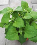 Smallanthus, dessen Yacon-Frucht verzehrt werden kann (Hishtil).