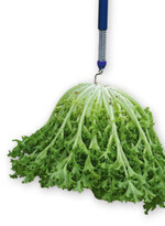 Frisee-Endivie ‘Berlinal RZ’ mit 700 g Gewicht/Kopf.