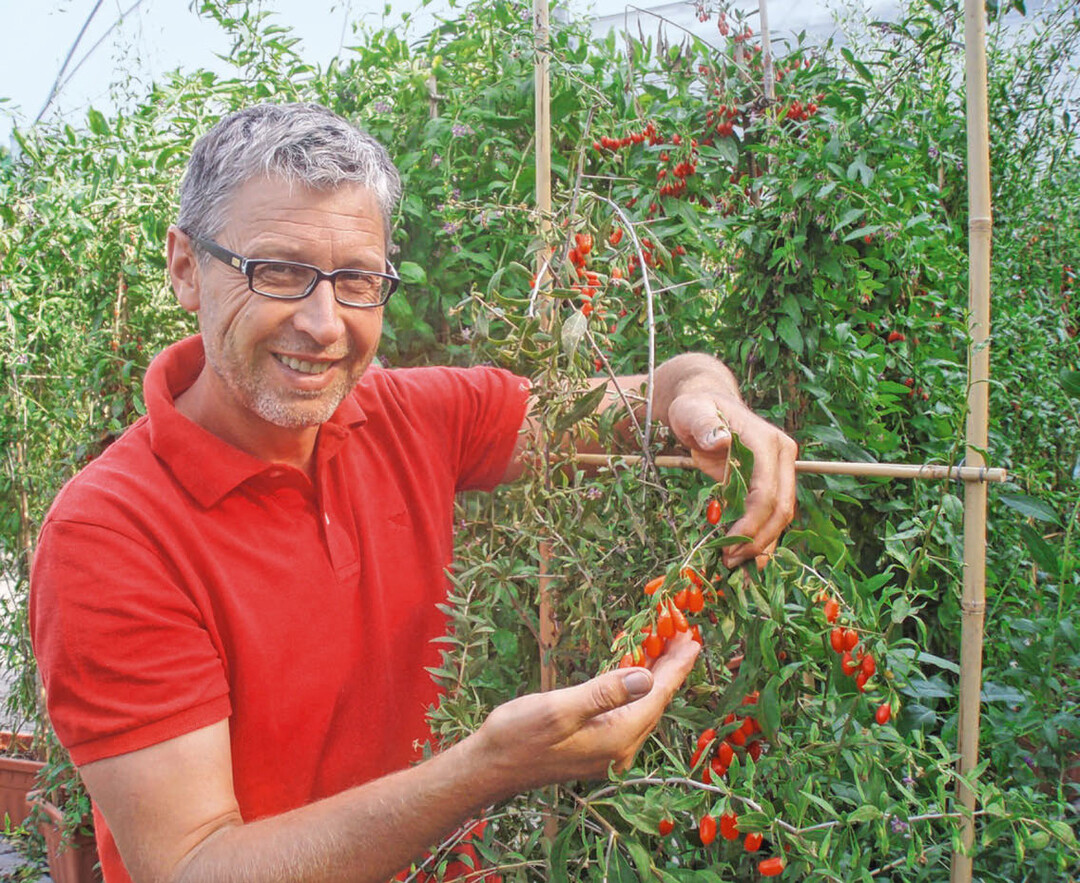 Der Heilbronner Goji-Pionier Klaus Umbach ist überzeugt von der gesundheitsfördernden Wirkung seiner Früchte.