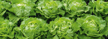Kopfsalat