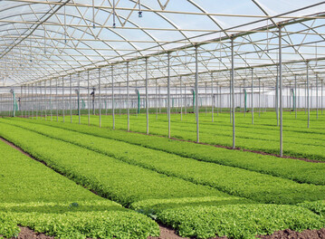 Babyleaf von Batavia-Salat kurz vor der Ernte im Betrieb Ortomad, in dem auf 100 ha Flche in Folienhusern vor malerischer Bergkulisse Rucola, Feldsalat oder Babyleaf angebaut werden. 