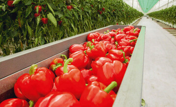 Die Landgard-Gesellschaft Godeland vermarktet Paprika und Tomaten aus dem mit 12 ha Flche grten Gewchshaus Norddeutschlands Vitarom.