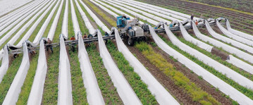 Die Firma Strauss hat diese neue selbstfahrende Erntehilfe entwickelt, mit der gleichzeitig die Folie von bis zu 14 nebeneinander liegenden Spargeldmmen angehoben wird. Der geerntete Spargel wird auf eine vorgegebene Lnge geschnitten, gewaschen und vorsortiert.