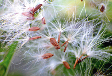 Kohl-Gnsedistel Samen mit Fallschirm. 