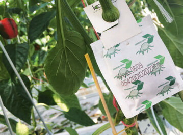 Besonders nützlingsschonende Pflanzenschutzmittel stehen Unterglas im Fokus.