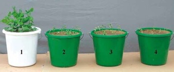 1 Schden an Erbsen. 1: Kontrolle, 2: 7,5 t Mist/ha; 3: 15 t Mist/ha; 30 t Mist/ha