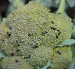 Brokkoli mit Rapsglanzkäferbesatz