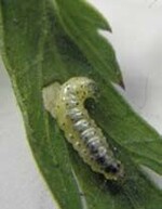 Larve des Zahnflügelfalters
auf einem Möhren-
Fiederblatt