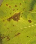 Je nach Befallstadium unterschiedlich
ausgeprägte Blattflecken
auf Zuckerhut durch
einen Befall mit dem Pilz
Alternariacichorii