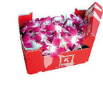 Die exotische Karma Orchidee
ist essbar; diese und andere
köstliche Pflanzennahrung
zeigte Koppert Cress auf
der Fruit Logistica in Berlin.