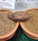 Cacoa ist ein Dünger aus Kakao-
Schalenpulver und wurde
zum Patent angemeldet.