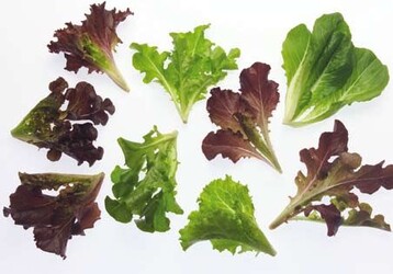 Bei Babyleaf-Mischungen kommt es auf ein ausgewogenes Verhltnis hinsichtlich der
Farbe und des Geschmacks an. Die optimale Lnge der Bltter liegt bei 8 bis 13 cm.