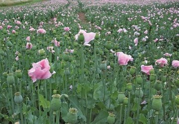Mohn liebt warmes, niederschlagsarmes Klima, wie es auch Unterfranken zu bieten hat. Mieszko ist zurzeit die einzige in Deutschland zugelassene morphinarme Blaumohnsorte.Der Anbau muss von
der Bundes-Opiumstelle in Bonn
genehmigt werden.