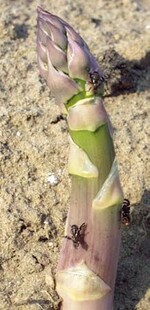 Spargelfliegen legen ihre Eier in jungen Trieben ab.