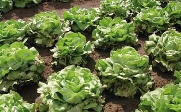 1 Schaden durch Pirimor Granulat + Silwet Gold an Kopfsalat