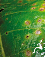 Blattflecken am Meerrettichlaub,
hervorgerufen durch den Pilz
Alternariabraasicae