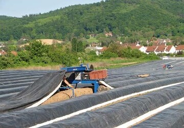 1 Ost/West oder Nord/Sd: In welche Richtung werden am besten
Spargelreihen angelegt? Mehr dazu im Beitrag.