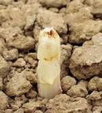 Unter der Folie können Ackerschnecken
die Köpfe anfressen.