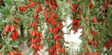 Der ertragreiche Goji-Strauch trgt
viele gesunde Power-Frchte.
