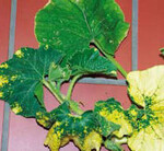 Ursache für fast weiße bis
quietschgelbe Verfärbungen:
kühle Temperaturen