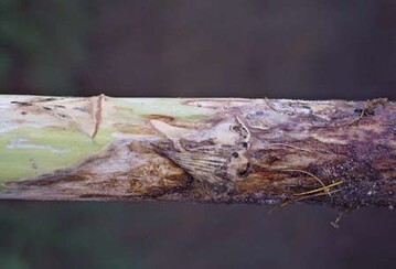 Befall mit frischer Sporulation von Fusarium culmorum als Folge von Minierfra