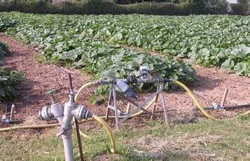 1 Krbis-Sortenversuch; im Vordergrund die Kopfstation der
Tropfbewsserung