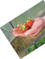 Typisch für ‘Elianny’ sind die großen Früchte und der zurück gebogene Blattkranz am Fruchtansatz.