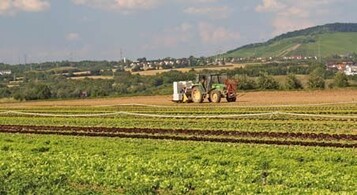 Familie Fischer baut satzweise auf insgesamt 2,5 ha ein vielfltiges
Salatsortiment an.