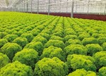 Auch im Gewächshaus wird die gesamte Palette der Bunten Salate produziert. Auf diese
Weise können insbesondere Direktvermarkter jahrrund ein vielfältiges Sortiment anbieten.
Zur Erleichterung der Ernte werden in holländischen und belgischen Betrieben Transportbänder
eingesetzt.