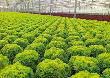 Auch im Gewchshaus wird die gesamte Palette der Bunten Salate produziert. Auf diese
Weise knnen insbesondere Direktvermarkter jahrrund ein vielfltiges Sortiment anbieten.
Zur Erleichterung der Ernte werden in hollndischen und belgischen Betrieben Transportbnder
eingesetzt.