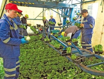Romanasalat
wird mit der Hand geerntet. Je nach Romana-Typ werden nur die Herzen oder
die kompletten Kpfe verpackt und verkauft.