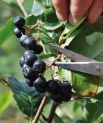 Reife Aronia-Beeren werden im
Herbst fast so wie Weintrauben
geschnitten