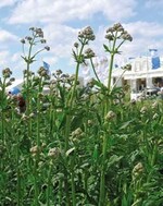 Baldrian wirkt beruhigend – ist da eine Steigerung möglich, beispielsweise durch Züchtung?