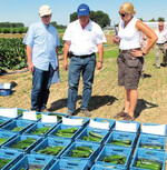 1 Helmut Ettl (M.) zeichnete am Feldtag in Schifferstadt ein Bild
der Zucchini-Kultur und vielfältig geeigneter Sorten.
