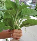 Gesunder, sehr großer, gut
schmeckender Salbei nach
AgroArgentum-Anwendung