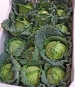 Wirsing ‘Fiona’ für die Produktion
von Mini-Köpfen