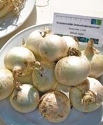 Eine Rarität: Die ‘Schneeweiße
Unterstinkenbrunner’ (Allium
cepa), eine alte Landsorte aus
dem Laaer Becken
