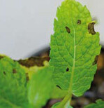 An dunkelbraunen, rundlichen
und teilweise durch
Blattadern begrenzten Blattflecken
mit hellem Hof auf
Pfefferminzblätter wurde der
Pilz Ramularia lamii var. lamii
nachgewiesen.