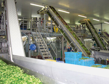 Verpackungsstraen fr Feldsalat
und Baby leaf bei Nanteurop